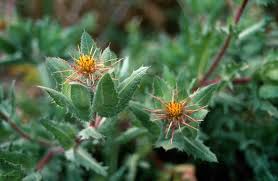 Image result for Cnicus