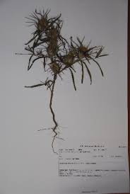 Image result for Blepharis diversispina