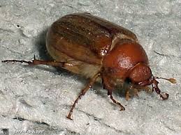 Il offre au passage à adèle exarchopoulos son meilleur rôle. Cet Hanneton Reveille Bien Des Souvenirs D Enfance Le Jardinoscope Toute La Vie Animale De Nos Parcs Et Jardins