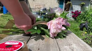 I wanted to do this right so i picked the brain of experts at the garden center on how to plant peonies so they bloom like this! Beginners Guide To Peonies Growing Tips And Beautiful Diys Shifting Roots