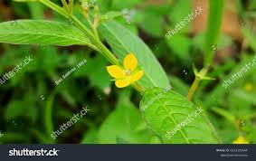 Image result for Ludwigia erecta