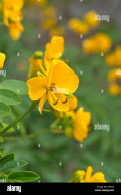 Image result for Senna floribunda
