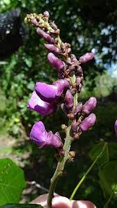 Image result for Macropsychanthus