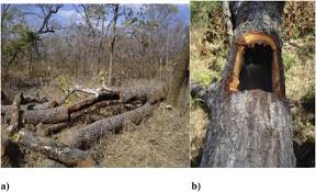 Image result for Pteleopsis anisoptera