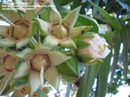 Image result for Duabanga