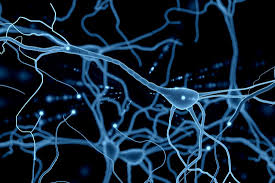 Neurons are typically classified into three types based on their function. Neurons What Are They And How Do They Work