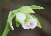 Genus: Galeandra (No common name) : Go Orchids
