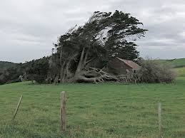 Slope point lies just south of the small settlements of waikawa and haldane, near the southwestern edge of the catlins. Extreme Antarctic Winds Shape Trees Into Beautiful Forms On Slope Point New Zealand Bored Panda
