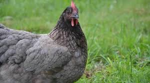 Poule Grise Cendree Limousine Bleue De France Poule De Race Nom De Poule Poule
