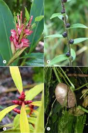 Image result for Chlorophytum calyptrocarpum