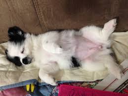 Long Hair Chihuahua Jack Russell Mix Cute Dogs Dog Design Pup