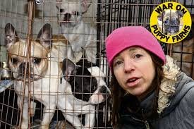 See 5 traveler reviews, 3 photos and blog posts. Puppy Farmers Cash In On Animal Misery To Meet Booming Demand Daily Record