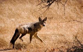Running Jackal Jackal Running And Looking Zambia Sponsored Ad Affiliate Jackal Running Jackal Running Stock Images Free Zambia Zambezi