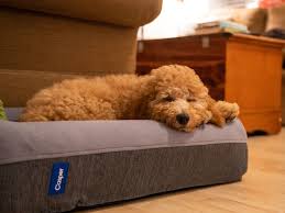 Maybe you would like to learn more about one of these? Casper Dog Bed Review My Puppy Loves This Memory Foam Dog Bed