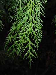 Image result for Cupressus funebris