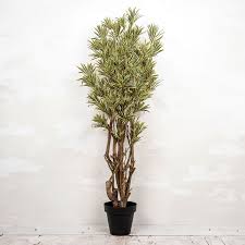 Image result for Dracaena reflexa