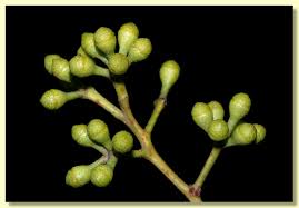 Image result for Eucalyptus cloeziana