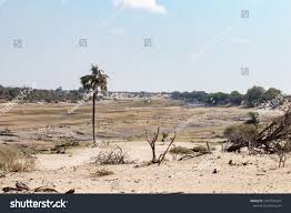 Drought In Africa Botswana Along The Boteti River Global Warming And Extreme Drought In The Okavango Delta River Path Dried W In 2020 Grazing Animals Africa Botswana