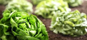 Verwende entweder saatschalen oder anzuchttöpfe.wenn die keimlinge gewachsen sind, vereinzelst du sie vor dem umzug ins freie. Salat Ernten Morgens Oder Abends Das Mussen Sie Beachten