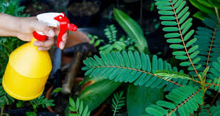 Critter control of orlando is one of the household pest control companies that has been providing fumigation services for many years. Top 10 Eco Friendly Pest Control Methods Gone Pest Control