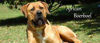 It's free to post an ad. African Boerboel Puppies Lancaster Pa