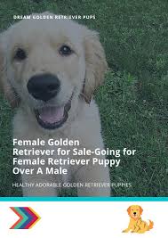 Meanwhile, females are slightly shorter at 21.5 to 22.5 inches. Female Golden Retriever For Sale Going For Female Retriever Puppy Over A Male By Dream Golden Retriever Pups Issuu