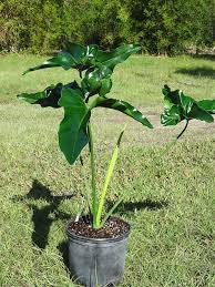Check spelling or type a new query. Xxl Philodendron Selloum X Goeldii Big Tahitian Plant In 8 Pot Kens Philodendrons