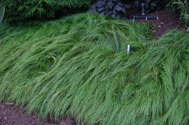 Image result for Carex sp.no.1
