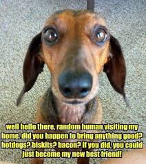 The 16 Funniest Dachshund Memes Page 2 Of 6 The Dogman Funny Dachshund Dachshund Memes Clever Dog
