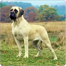 3,204 likes · 7 talking about this. How Does The English Mastiff Differ From The Bullmastiff Quora