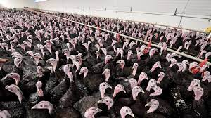 La commission nationale chinoise de la santé a déclaré ce 1er juin avoir confirmé dans la province de jiangsu, dans l'est du pays, un premier cas de transmission à l'homme de la souche h10n3 de la grippe aviaire. Grippe Aviaire Aucun Risque De Transmission A L Homme Promet Le Gouvernement