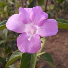 Image result for Barleria eylesii