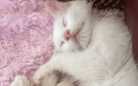 Teriinttown posted how this remedy. Can My Cat Get Heartworms Trophy Club Animal Hospital