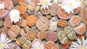 Image result for Aizoaceae
