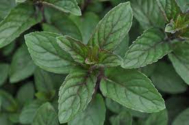 Pin By Millcreek Gardens On Herbs Plant Leaves Culinary Herbs Herbs