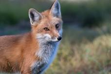 Tracking Nature's Top Hunters