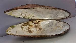 Image result for Walleria nutans