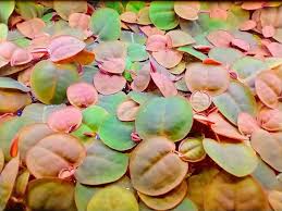 Image result for Phyllanthus fischeri