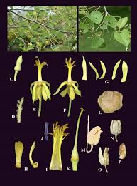 Image result for Eriolaena rulkensii