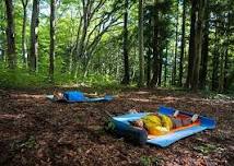 Morning Forest Bathing