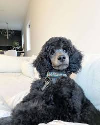 Blue Poodle What S So Special About These Pooches