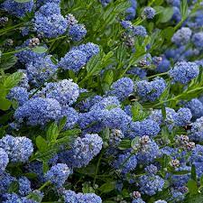 These selections will tend to be passed over by grazing deer. 18 Beautiful Deer Resistant Shrubs