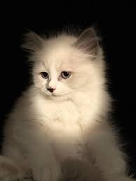 Sammy is relaxing under the wall hanging I sewed that looks like him!