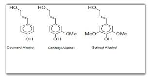 What is the function of lignin in plants. Lignin Structure Function