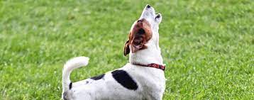 What Your Dog S Sounds Are Telling You Hartz