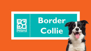 We did not find results for: Amazingly Fun Facts About Border Collie Puppies Youtube