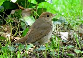Benekli Bulbul Luscinia Luscinia Noordse Nachtegaal Thrush Nightingale Native Of Turkey Birds Turkey Bird Bird Feathers