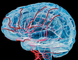 Image result for Brain Contusion