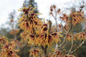 Image result for Hamamelis mollisi