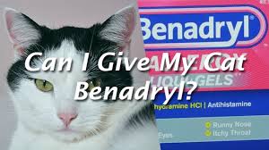 Can You Give Your Cat Benadryl And If So How Much
